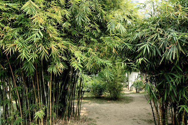 Floresta de bambu
 - Foto, Imagem