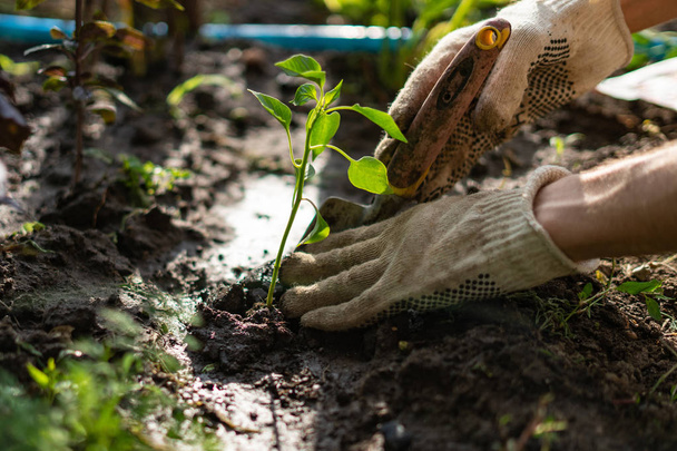 boer handen verzorgen en beschermen van jonge weinig Sprout plant in de bodemgrond - Foto, afbeelding