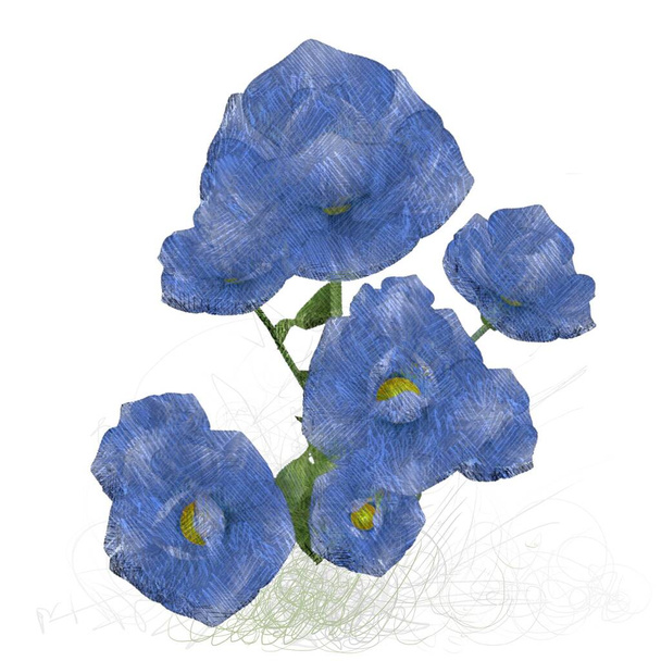blue rose isolated on white background - 写真・画像