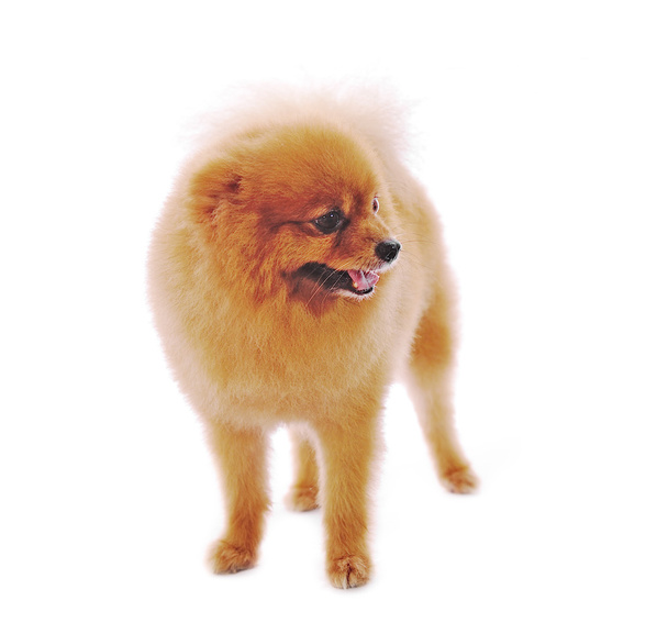 špic Pomeranian psa. portrét na bílém pozadí - Fotografie, Obrázek