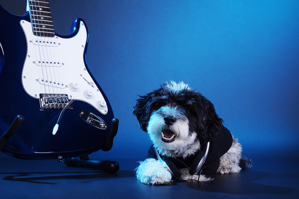 A dog with an electric guitar - Photo, Image