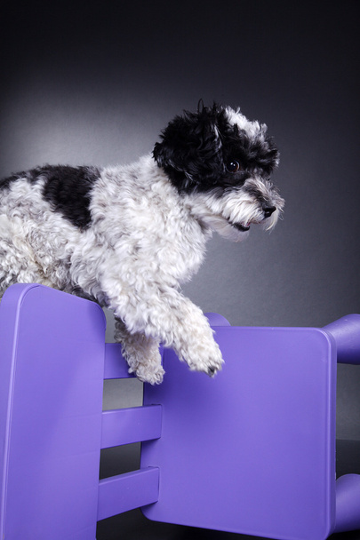 The dog jumps over a plastic chair - Foto, afbeelding
