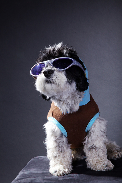 Dog in clothes and glasses - Valokuva, kuva
