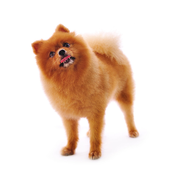 Pommeren spitz hond. portret op een witte achtergrond - Foto, afbeelding