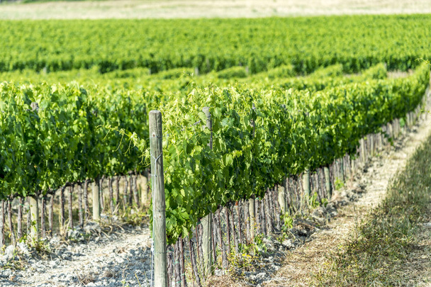 The vineyard of Montalcino - Photo, Image