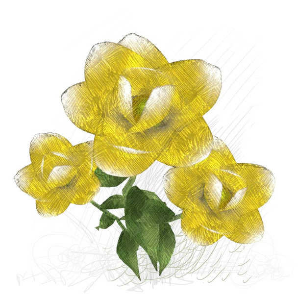 yellow flower on white background - Foto, imagen