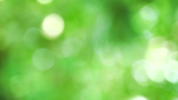 πράσινο λευκό θόλωμα φόντο αφηρημένο πολύχρωμα φύλλα λουλούδι δέντρο στον κήπο - Πλάνα, βίντεο