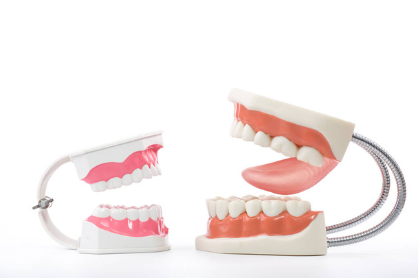 modello dentale, modello di denti su sfondo bianco
 - Foto, immagini