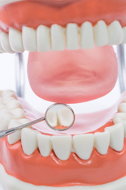 tandheelkundige model, tanden model op witte achtergrond - Foto, afbeelding