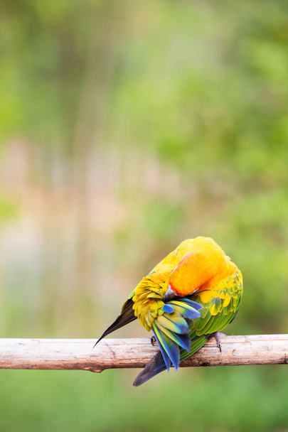 Sun Conure Parrots with nature background - Photo, Image