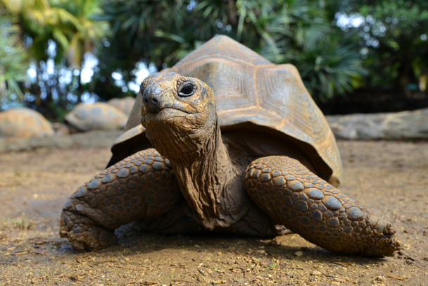 Seychellen Riesenschildkröten (aldabrachelys gigantea) im Park. - Foto, Bild