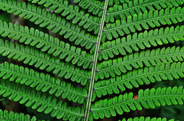 Mysterious leaves of a fern in the forest. - Foto, Imagem