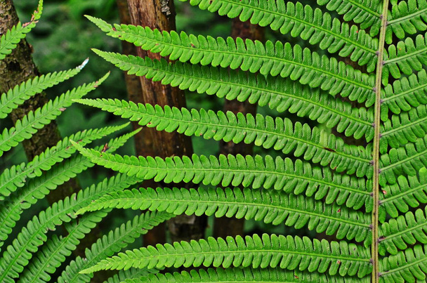 Mysterious leaves of a fern in the forest. - Photo, Image