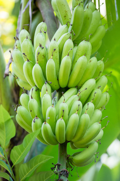 grüne Banane im Garten - Foto, Bild