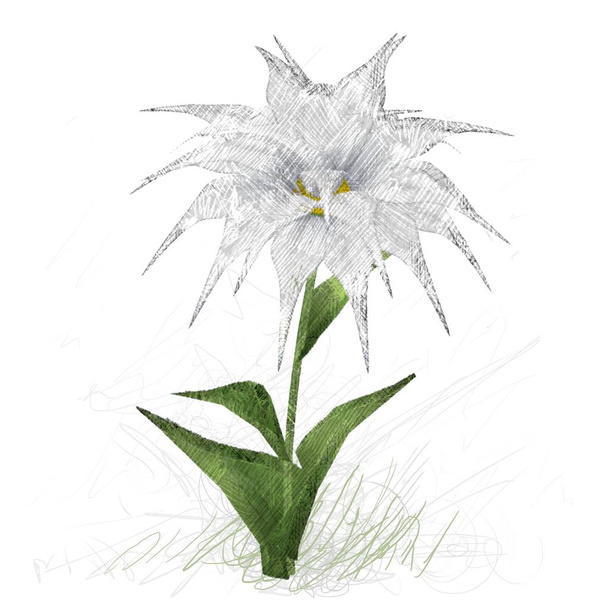 watercolor flowers on white background - Фото, зображення