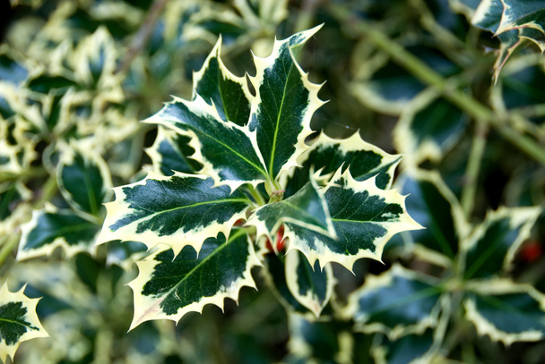 Variegated Holly - Photo, Image