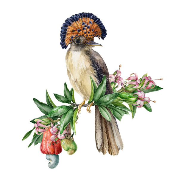 カシューナッツの木の枝に座っているアマゾンパラダイスフライキャッチャーの水彩画のイラスト。アナカルジウム・オクシデンタの花と葉に囲まれた手描きの鳥. - 写真・画像