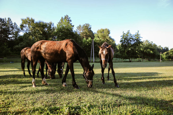 beautiful groomed horses on a farm - Foto, imagen