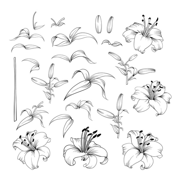 Collectie van lily bloemen. - Vector, afbeelding