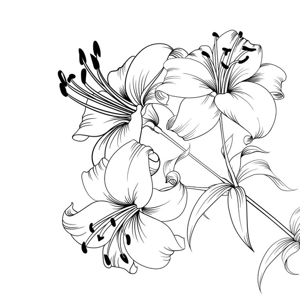 Dibujo flores lirios LIRIOS (Flor)