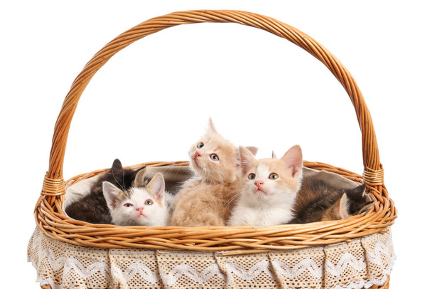 Cute funny kittens in basket on white background - Fotoğraf, Görsel