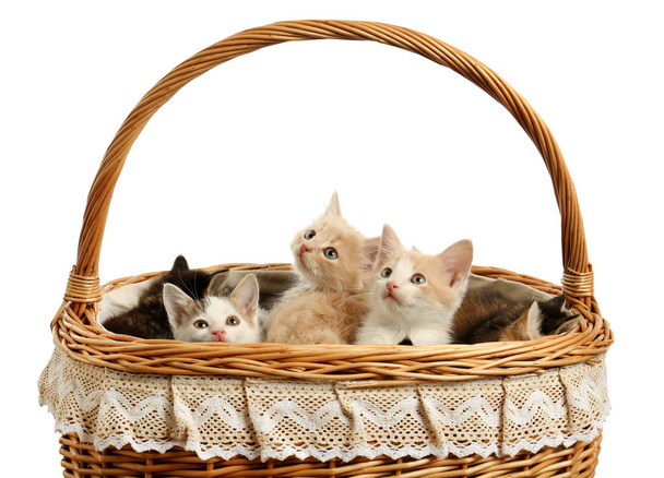 Cute funny kittens in basket on white background - Foto, Imagen