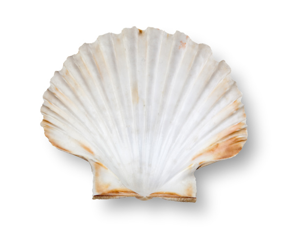 Coquille
 - Photo, image
