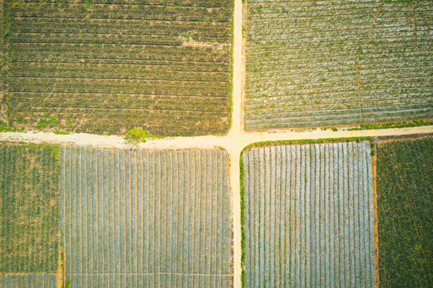 Zdjęcie lotnicze plantacji ananasów w tam Diep, Ninh Binh, Wietnam - Zdjęcie, obraz
