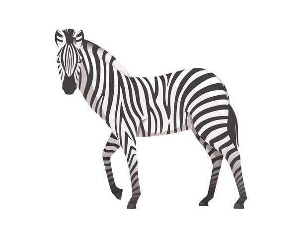 Afrika zebra yan görünüm karikatür hayvan tasarımı düz vektör illüstrasyon beyaz arka plan üzerinde izole - Vektör, Görsel
