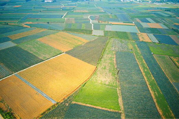 Vzdušný obraz ananasových plantáží v tam Diep, Ninh Binh, Vietnam - Fotografie, Obrázek