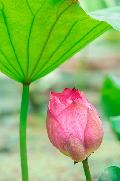 Güzel Lotus yaz aylarında tam çiçeklenme - Fotoğraf, Görsel