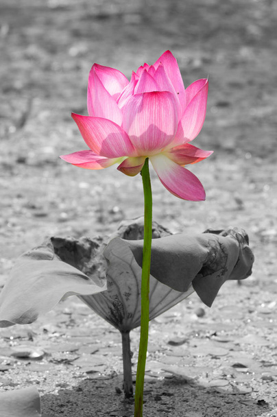 schöner Lotus in voller Blüte im Sommer - Foto, Bild