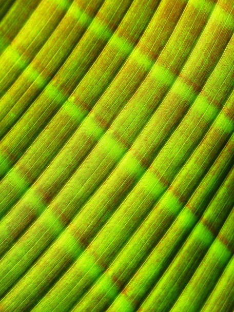 Bananenblatt-Muster - Foto, Bild