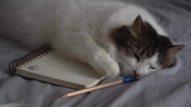 Cute white cat lying on a bed over a notebook and a pencil. Fluffy pet comfortably settled to sleep. Cozy hygge, lagom scene of a fluffy pet on a bed with minimalist grey linen. Close up in 4k. - Footage, Video