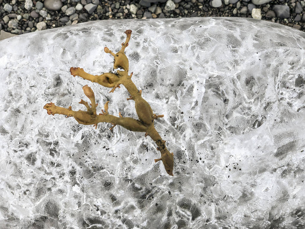 eine endemische Pflanze auf Eis in Island - Foto, Bild