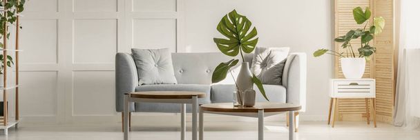 Monstera leaves in vase in modern living room - Фото, изображение