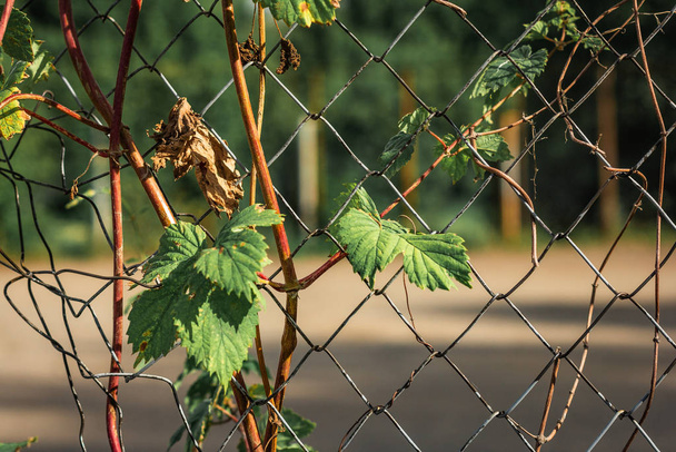 Свіже зелене листя заплутане в старий іржавий дріт
 - Фото, зображення
