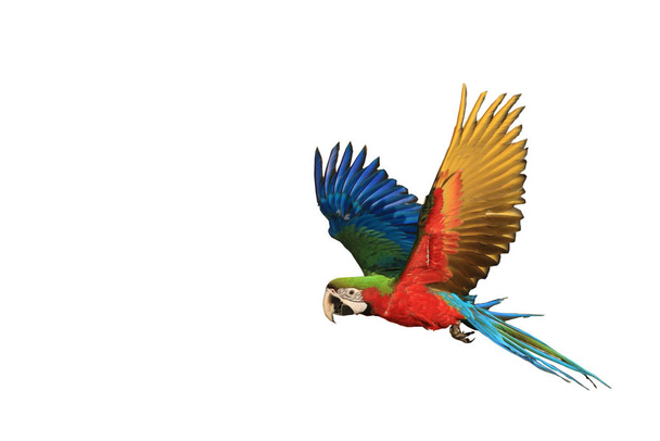 Egy Ara papagáj repül. - Fotó, kép