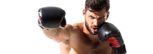 tiro panorámico de boxeo boxeador muscular aislado en blanco
 - Foto, imagen
