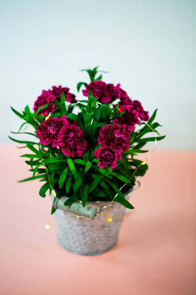 Goździki (Dianthus) w małym garnku na różowym podziemiu, urodziny gre - Zdjęcie, obraz