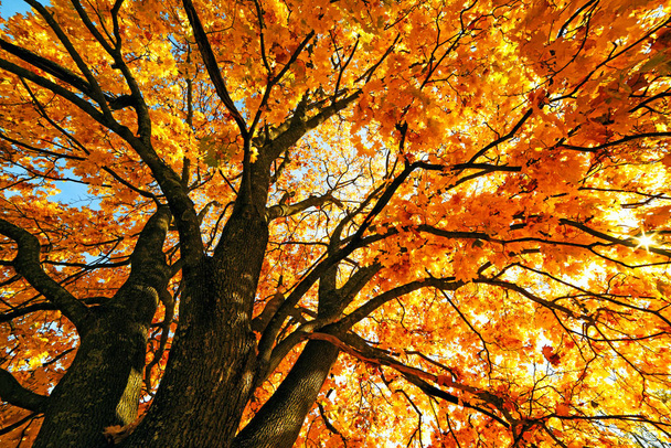 Spreading mighty tree of autumn yellow maple. Bright yellow foliage on a sunny warm autumn day. - Фото, зображення