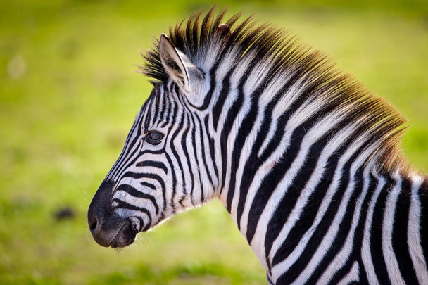 Zbliżenie się z Zebra do żucia na trawie. Republika Południowej Afryki  - Zdjęcie, obraz