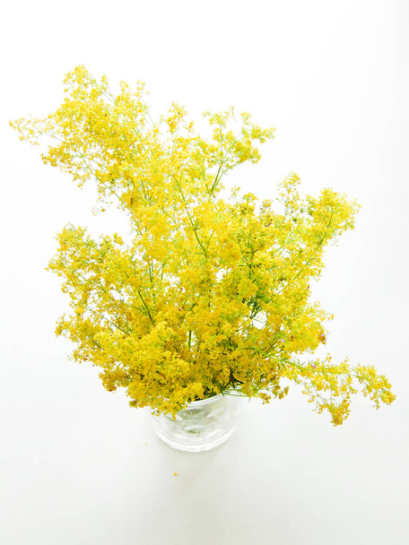 Flores de paja amarillas
 - Foto, imagen