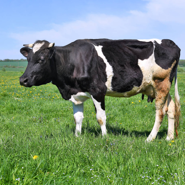 beautiful cow on a summer meadow - Foto, Imagen