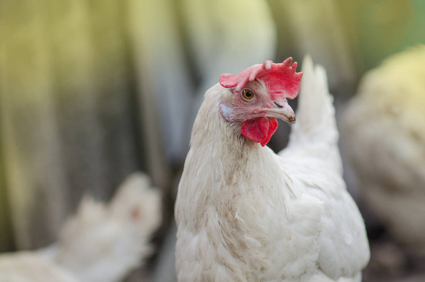Porträt der Henne im Bauernhof. Hahn im Außenbereich eines Hühnerstalls - Foto, Bild