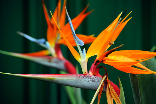 Strelitzia, la fleur de l'oiseau du paradis
 - Photo, image