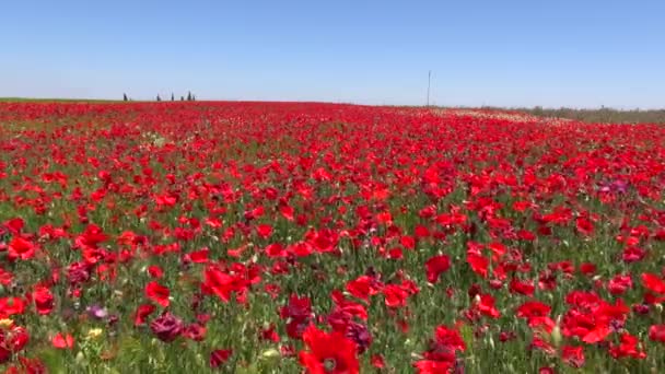 Red poppies field - Footage, Video