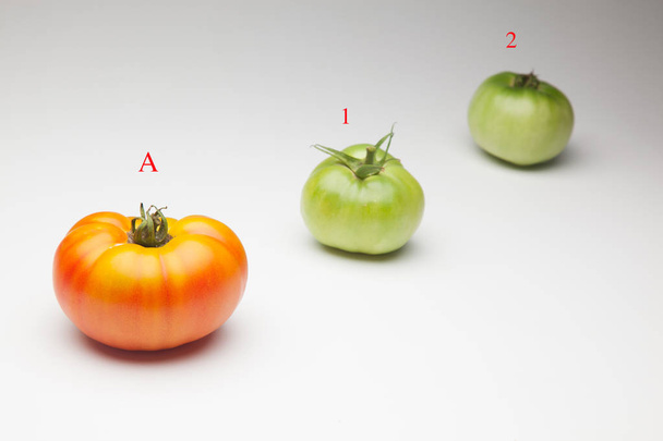 yeşil domates, kırmızı domates, olgun ve olgun, taze pazara bahçeden getirdi. Olgun domates tatlı ve hakkında tüketilecek, yeşil domates olgun hakkında. Organik domates, meyve suları ve salatalarda çiğ olarak tüketilebilir veya  - Fotoğraf, Görsel