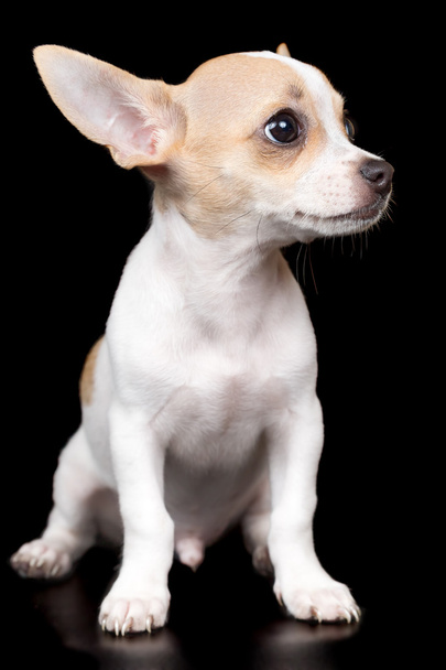 Small chihuahua dog standing isolated on black - Foto, Imagem
