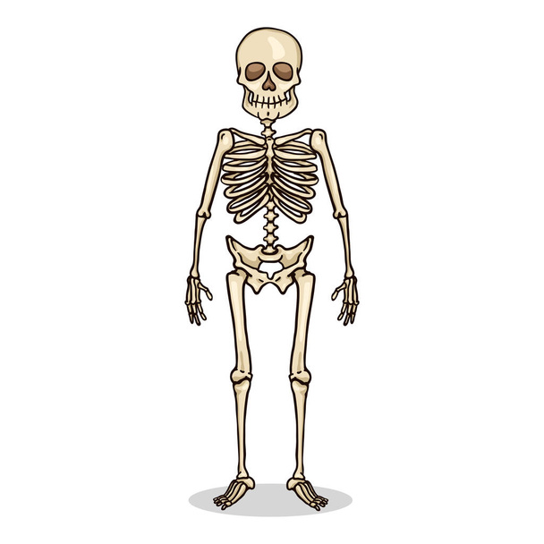 ベクトル漫画の色の文字 - 人間の骨格 - ベクター画像